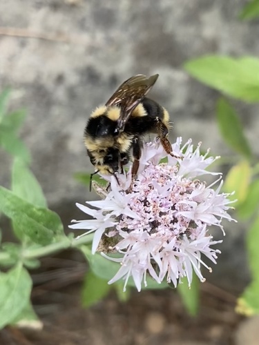 iNaturalist observation photo of Vancouver Bumble Bee