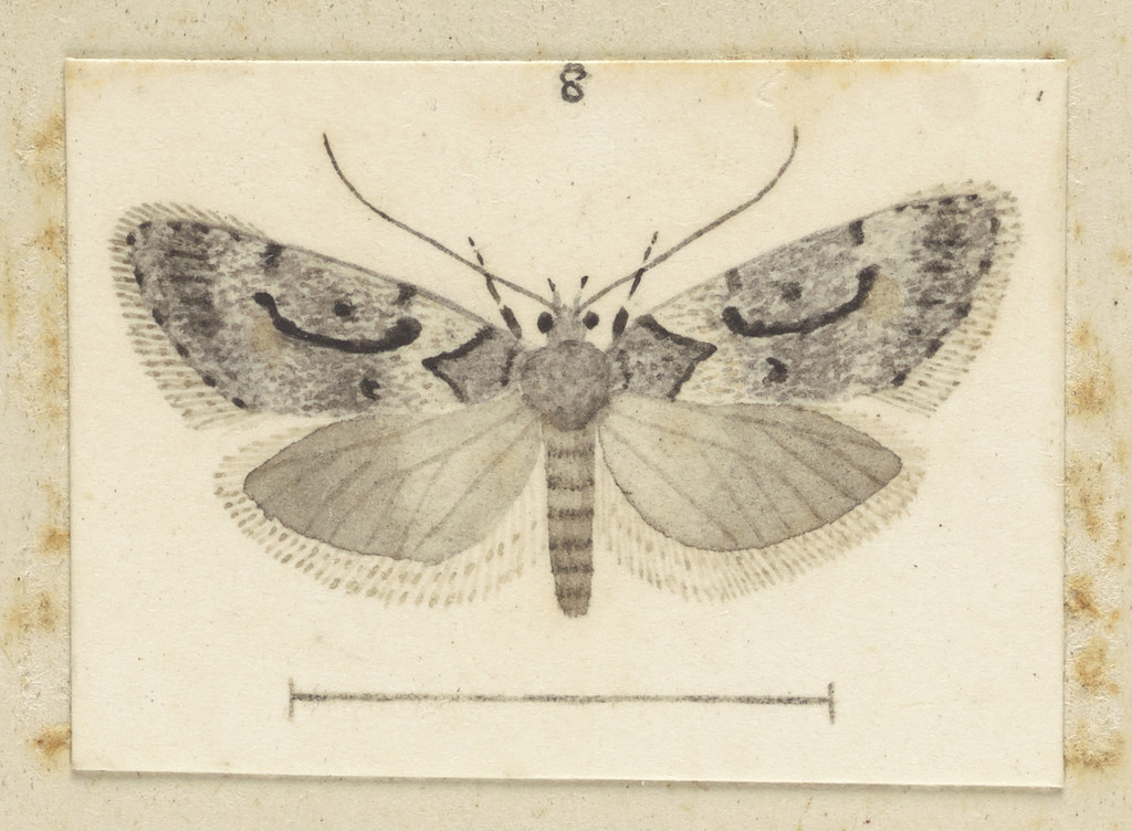Izatha manubriata