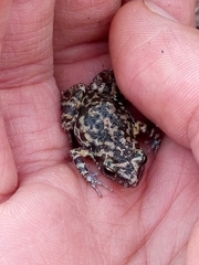 Eleutherodactylus nitidus