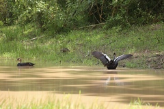 Asarcornis scutulata