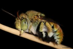 Amegilla aeruginosa