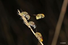 Amegilla aeruginosa