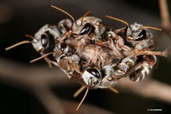 Lipotriches flavoviridis
