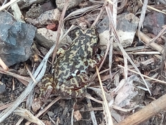 Eleutherodactylus nitidus