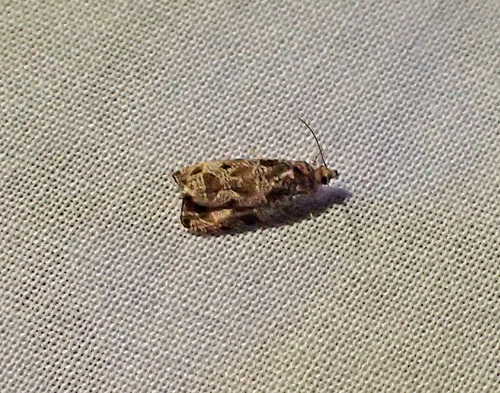 Raspberry Leafroller Moth photo 3