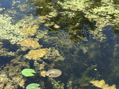 Potamogeton zosteriformis