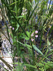 Lathyrus palustris