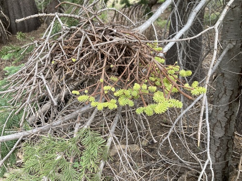 iNaturalist observation photo of fir broom rust