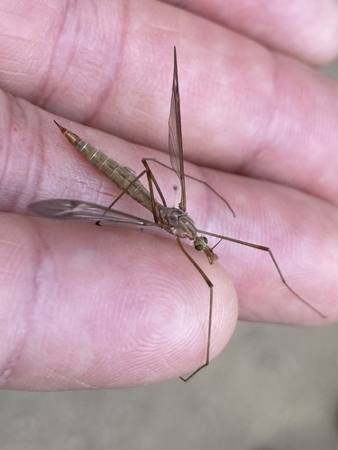 iNaturalist observation photo of Tipulinae
