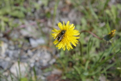 Vespula acadica
