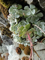 Sedum moranii