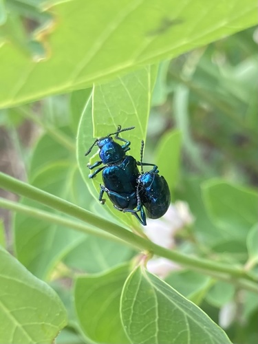 iNaturalist observation photo of Cobalt Milkweed Beetle