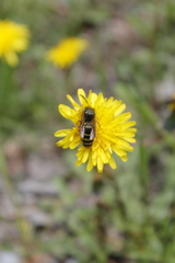 Vespula acadica