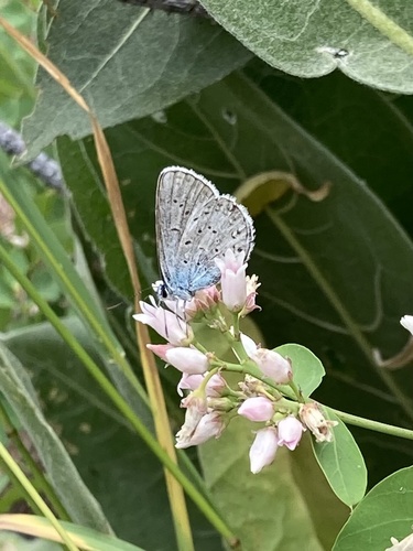 iNaturalist observation photo of Polyommatina