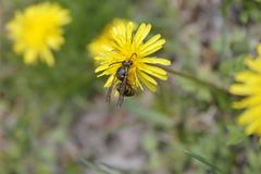 Vespula acadica