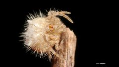 Ordgarius magnificus