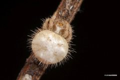 Ordgarius magnificus