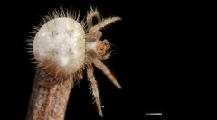 Ordgarius magnificus