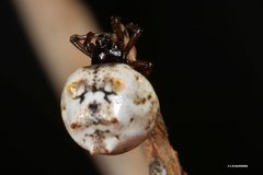 Phoroncidia sextuberculata