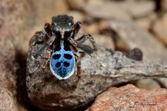 Maratus nigromaculatus