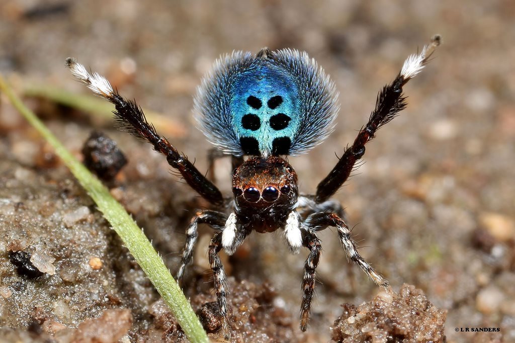 Black-spotted Peacock Spider