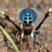 Black-spotted Peacock Spider - Photo (c) Laurence Sanders, some rights reserved (CC BY-NC-SA), uploaded by Laurence Sanders