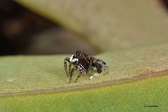 Maratus nigromaculatus