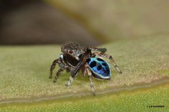 Maratus nigromaculatus