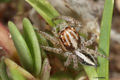 Evarcha infrastriata