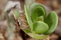 Evarcha infrastriata