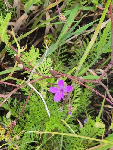 Image of Erodium maculatum by no rights reserved