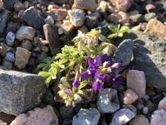 Lupinus odoratus