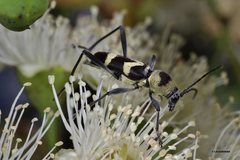 Chlorophorus curtisi