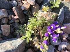 Lupinus odoratus