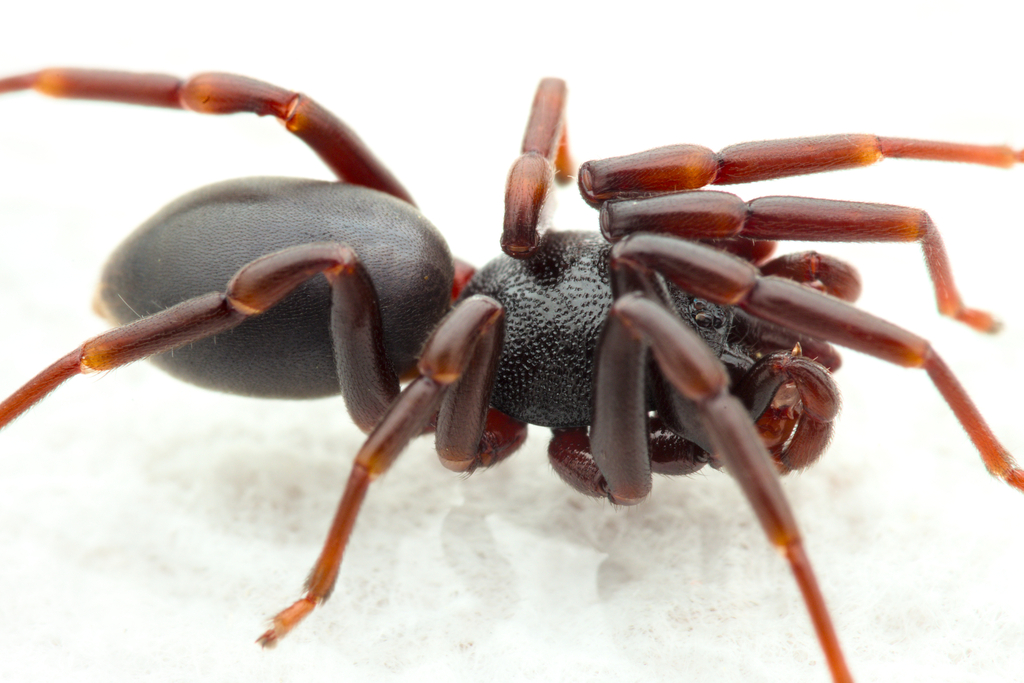 Dysdera nicaeensis