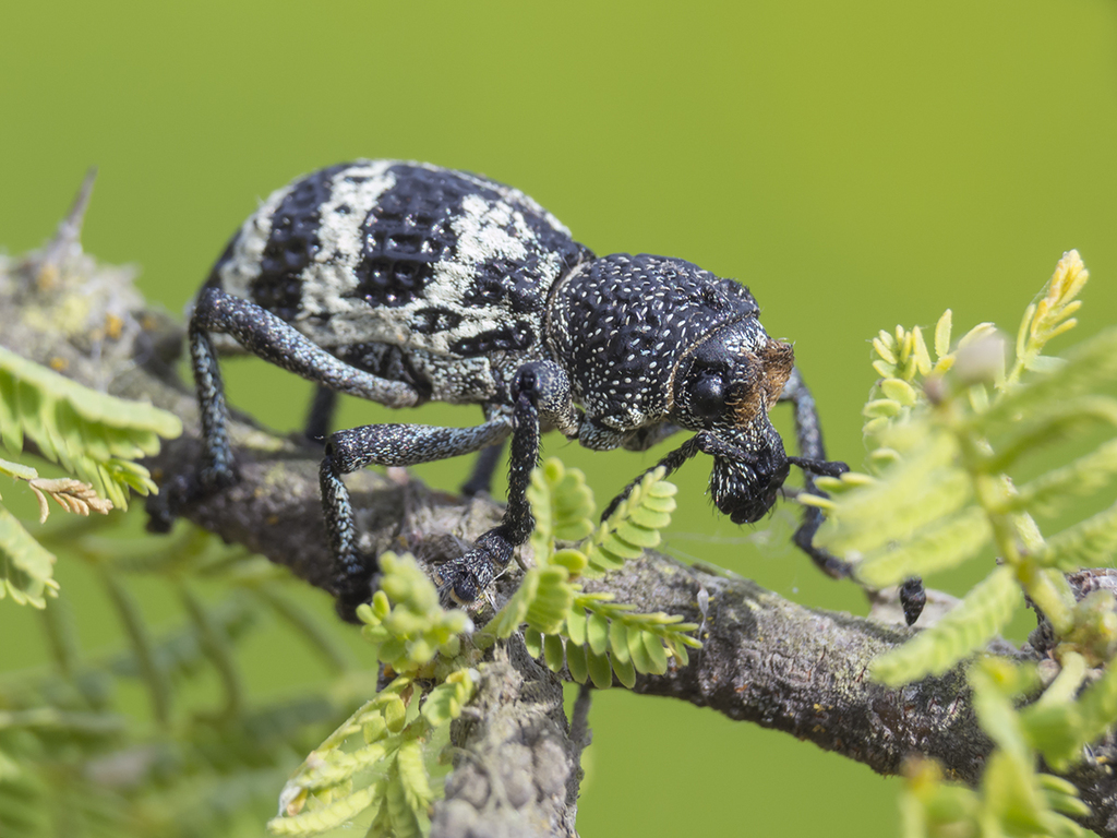 Aegorhinus superciliosus