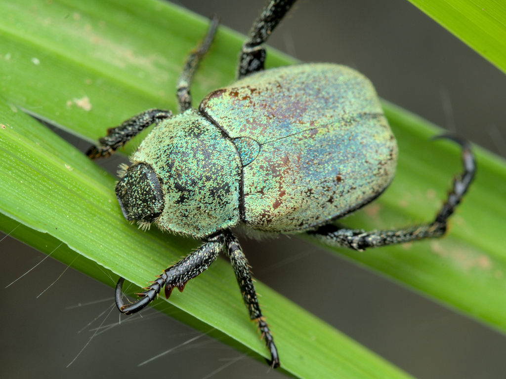 mountain monkey beetle