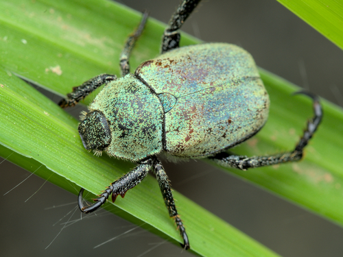 mountain monkey beetle
