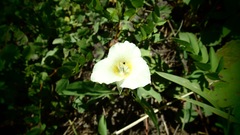 Calochortus apiculatus