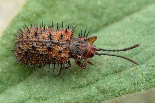 Dicladispa testacea (Linnaeus, 1767)