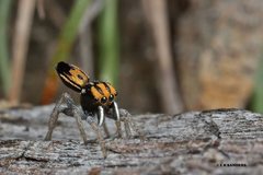 Maratus purcellae