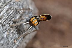 Maratus purcellae