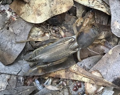 Neoscapteriscus borellii