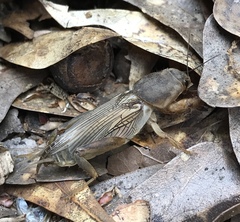 Neoscapteriscus borellii