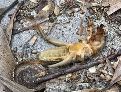 Neoscapteriscus borellii