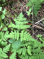 Gymnocarpium dryopteris