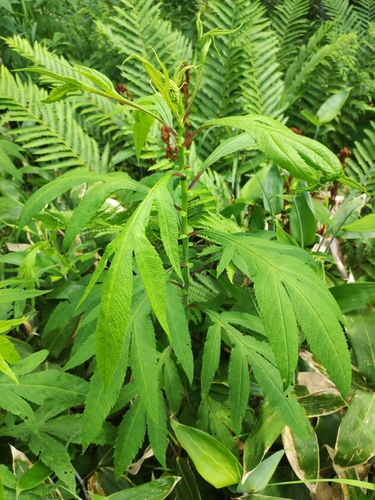 Image of Jacobaea cannabifolia by (c) Dmitry Ivanov, some rights reserved (CC BY)