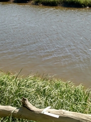 Ondatra zibethicus