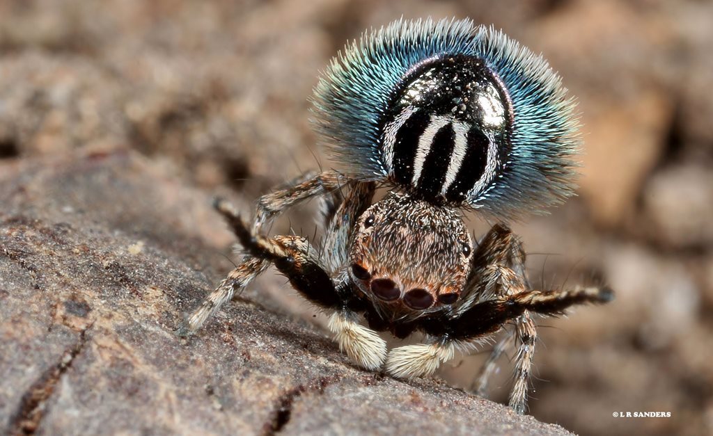 Fringed Peacock Spider