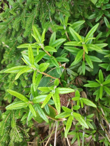 Rhododendron hypoleucum, photograph 3